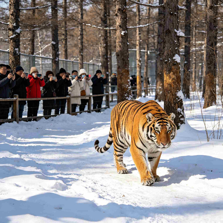 Siberian tiger in snow at Harbin Siberian Tiger Park with visitors observing