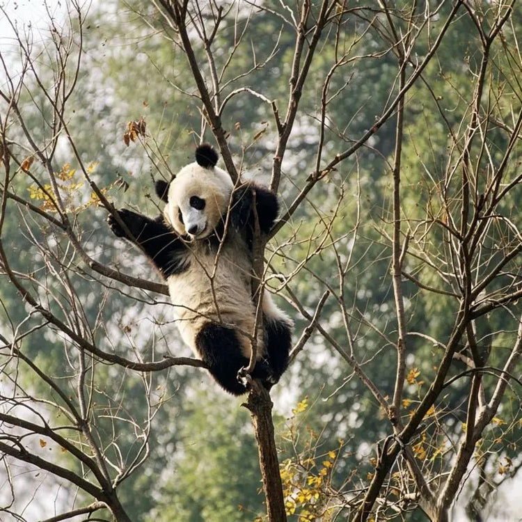 Giant panda climbing tree in natural forest habitat, black and white Chinese national treasure wildlife animal