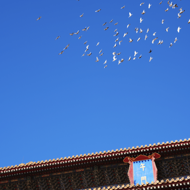 Flying birds above Forbidden City traditional Chinese roof eaves