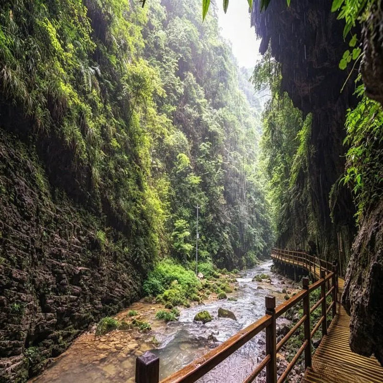 Golden Whip Stream canyon hiking trail, clear stream and wooden walkway in Zhangjiajie Wulingyuan, Hunan China nature scenery