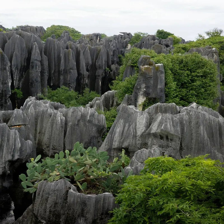 Kunming Shilin Stone Forest limestone karst pillars with green vegetation, UNESCO World Natural Heritage, Yunnan China