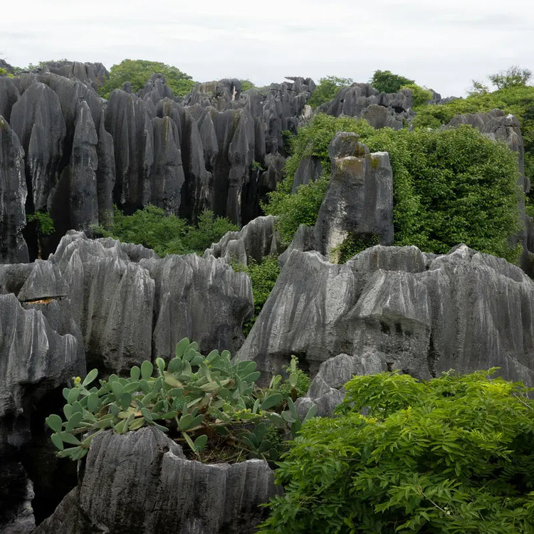 Kunming Shilin Stone Forest limestone karst pillars with green vegetation, UNESCO World Natural Heritage, Yunnan China