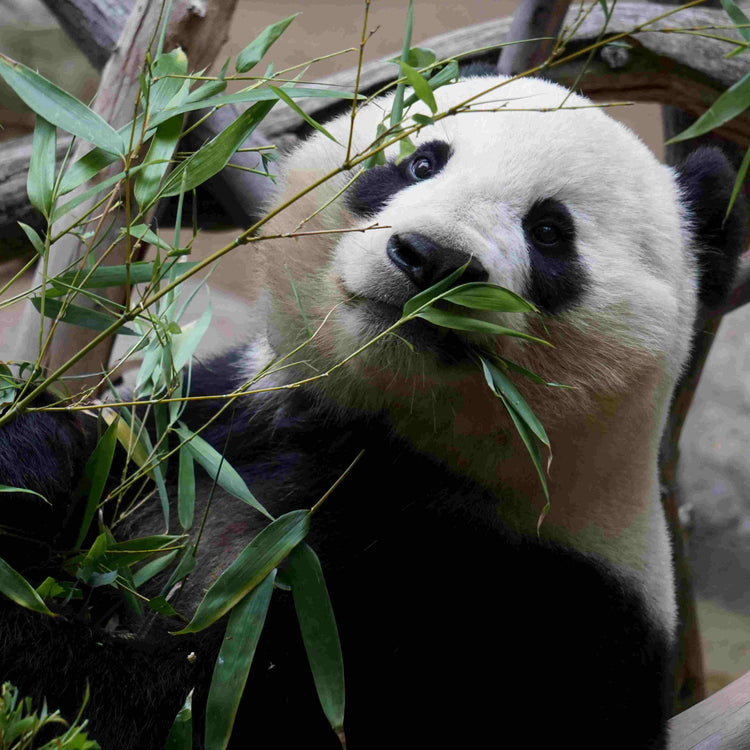 8-Day Beijing & Xi’an Exploration Private Tour