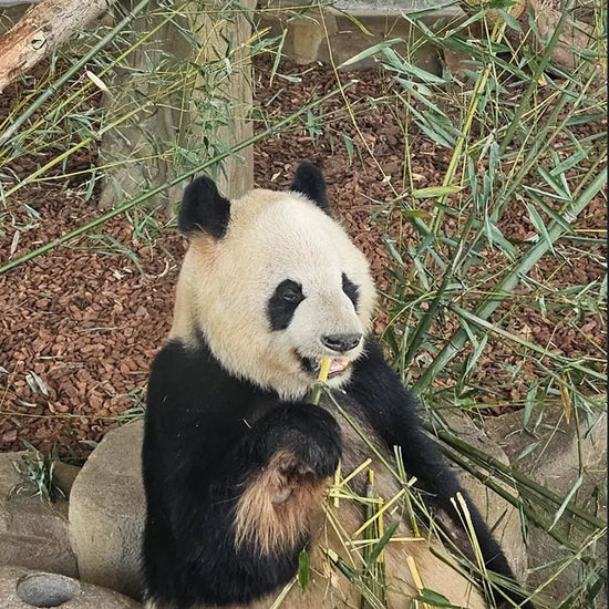 Giant panda eating bamboo at Chengdu Panda Base, China
