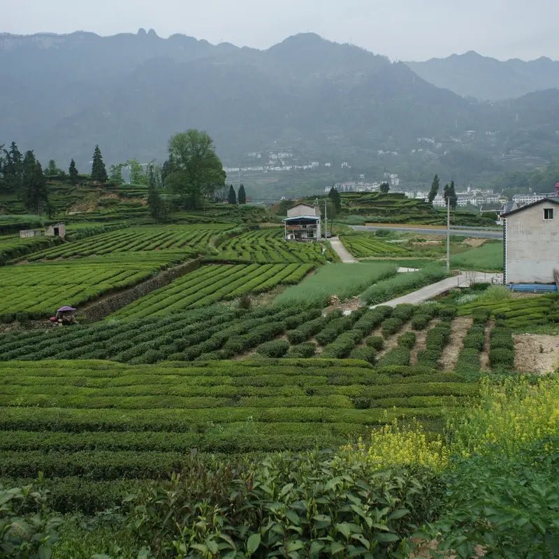 Hangzhou Longjing tea village green tea plantation mountain private tour