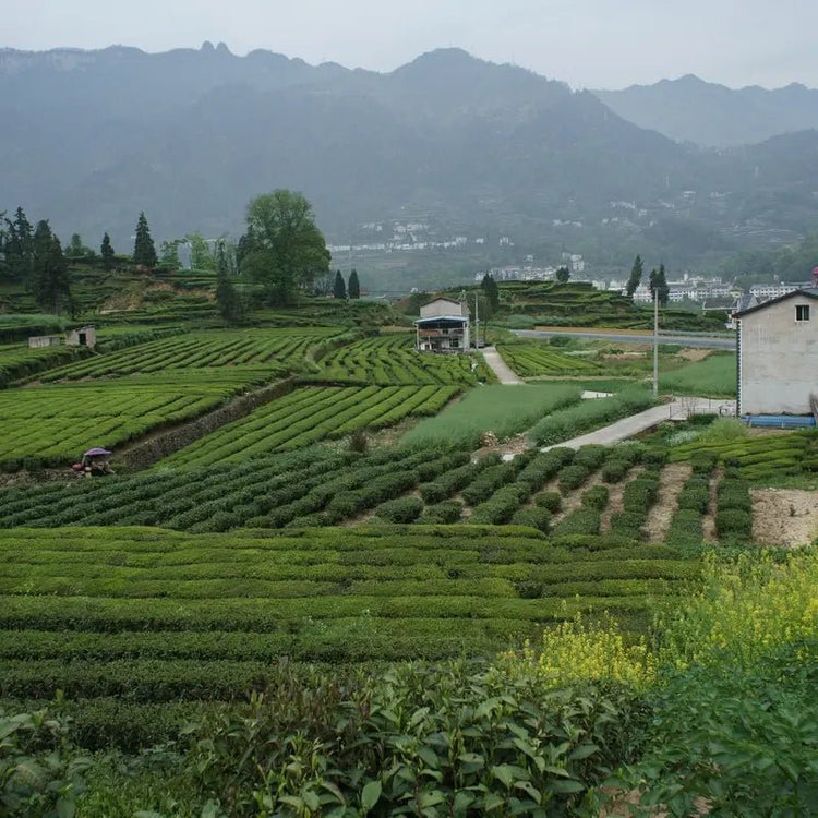 Hangzhou Longjing tea village green tea plantation mountain private tour