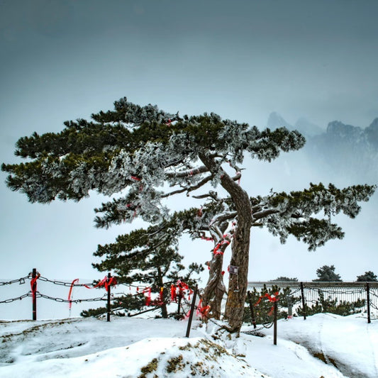 1-Day Huashan Adventure Private Tour