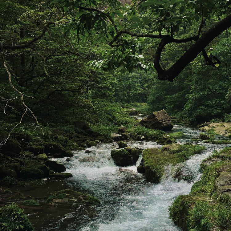 1-Day Zhangjiajie National Forest Park Private Tour | Avatar Mountains