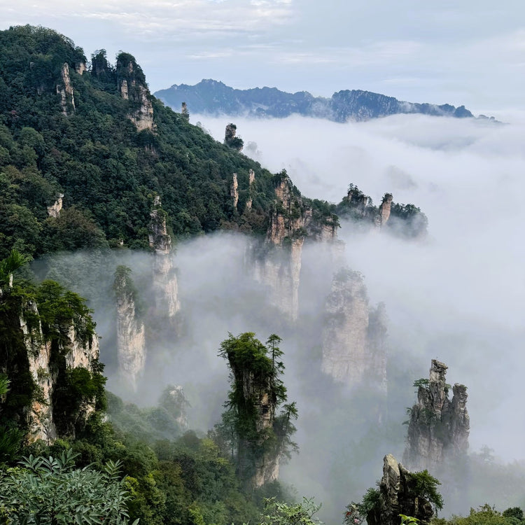 1-Day Zhangjiajie National Forest Park Private Tour | Avatar Mountains