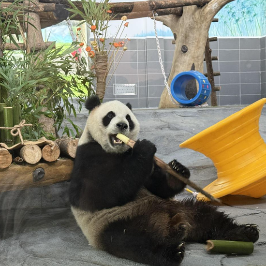 Base de recherche sur l'élevage du panda géant de Chengdu