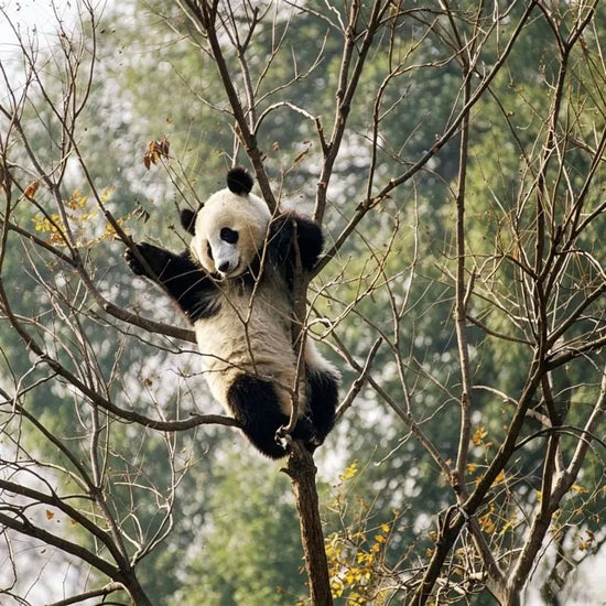 Giant panda climbing tree in natural forest habitat, black and white Chinese national treasure wildlife animal
