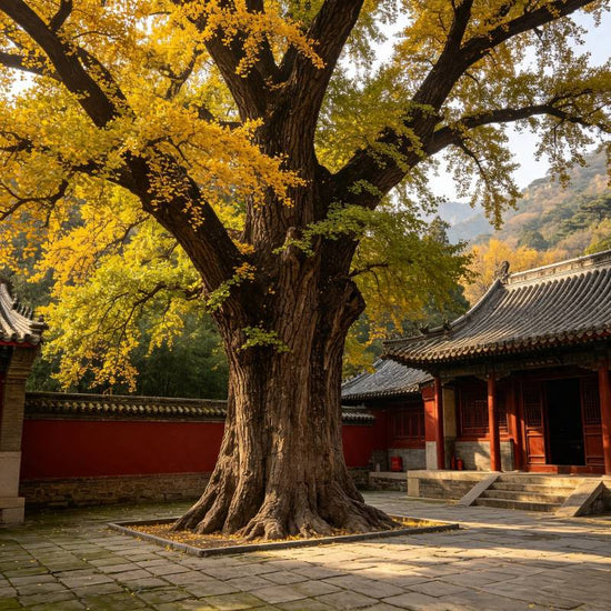 Ancient ginkgo tree at Hongluo Temple